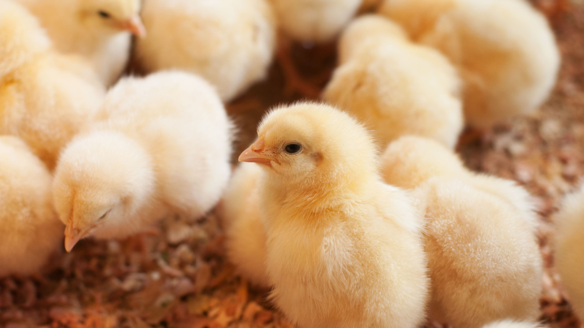 Young yellow baby chicks on a poultry farm.