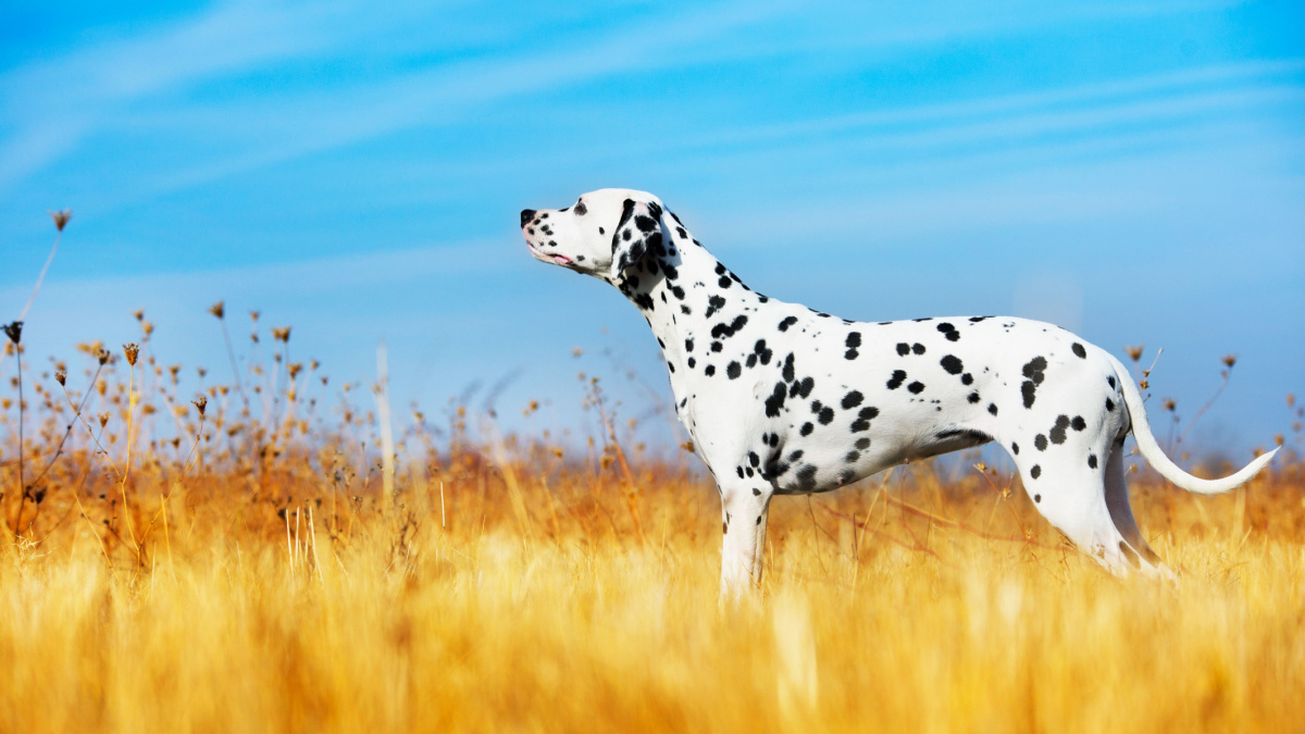 Beautiful Dalmatian dog in a field