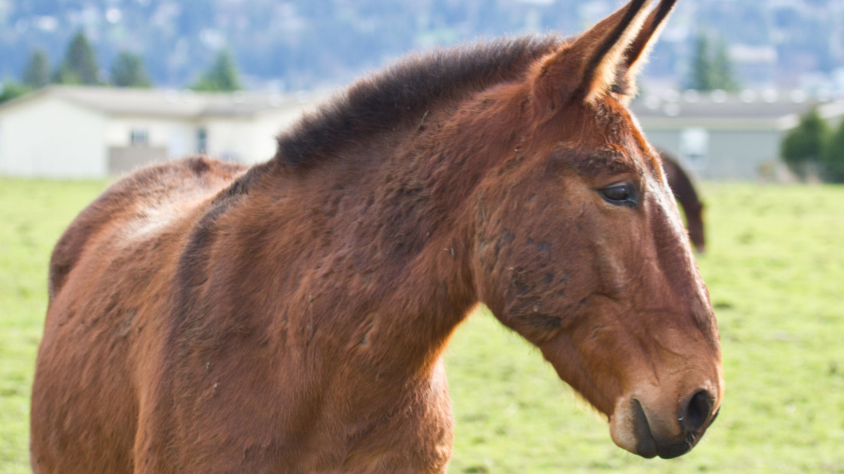 Beautiful rescued mule in a nearby pasture.