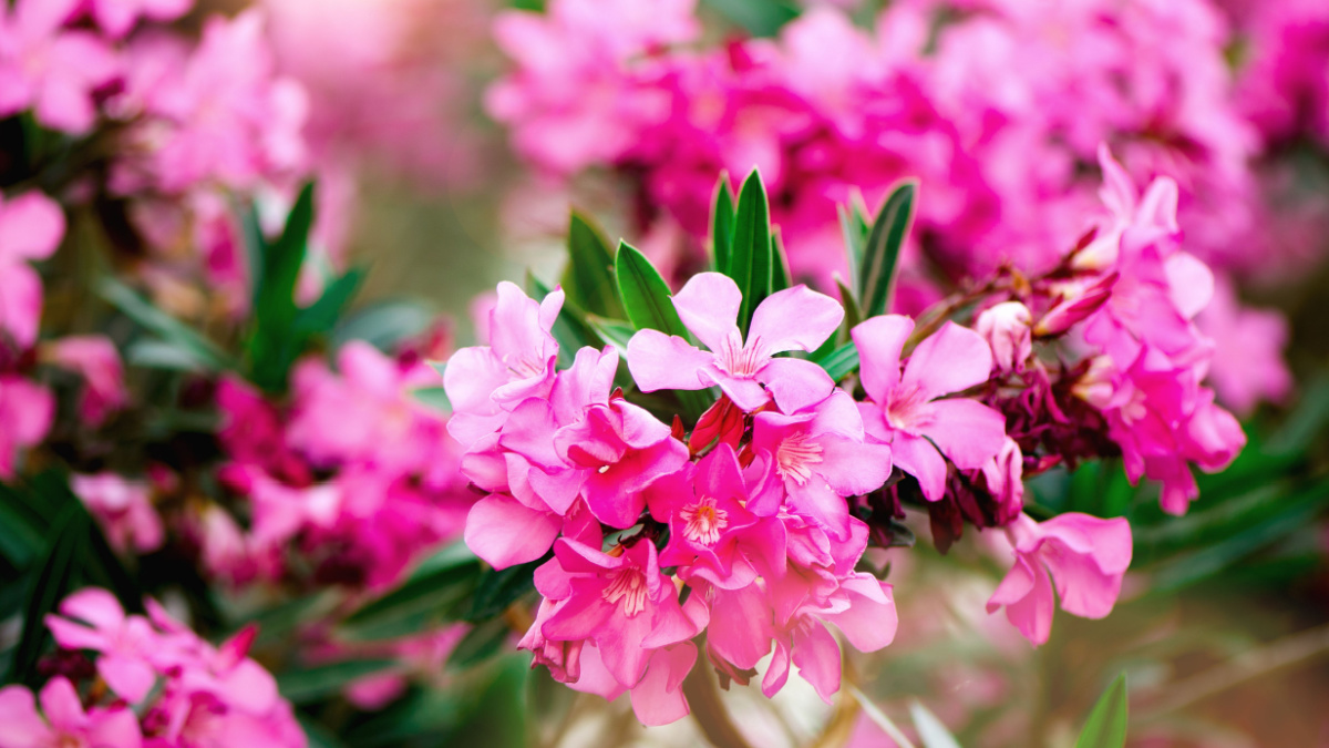 Blooming pink oleander flowers or nerium in garden. Selective focus. Copy space. Blossom spring, exotic summer, sunny woman day