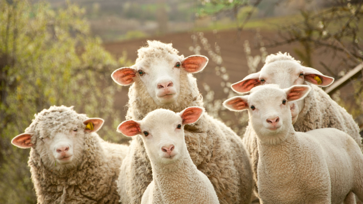 sheep within a mob turn to check out the photographer