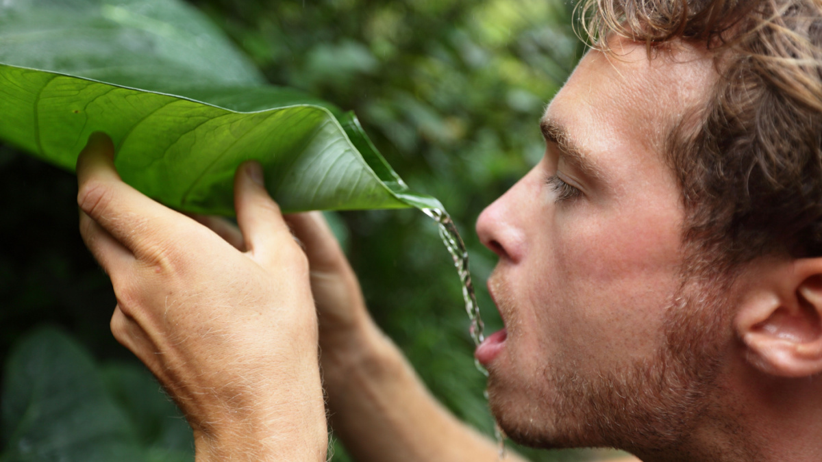 Survival - man drinking rain water from leaf in rainforest jungle.