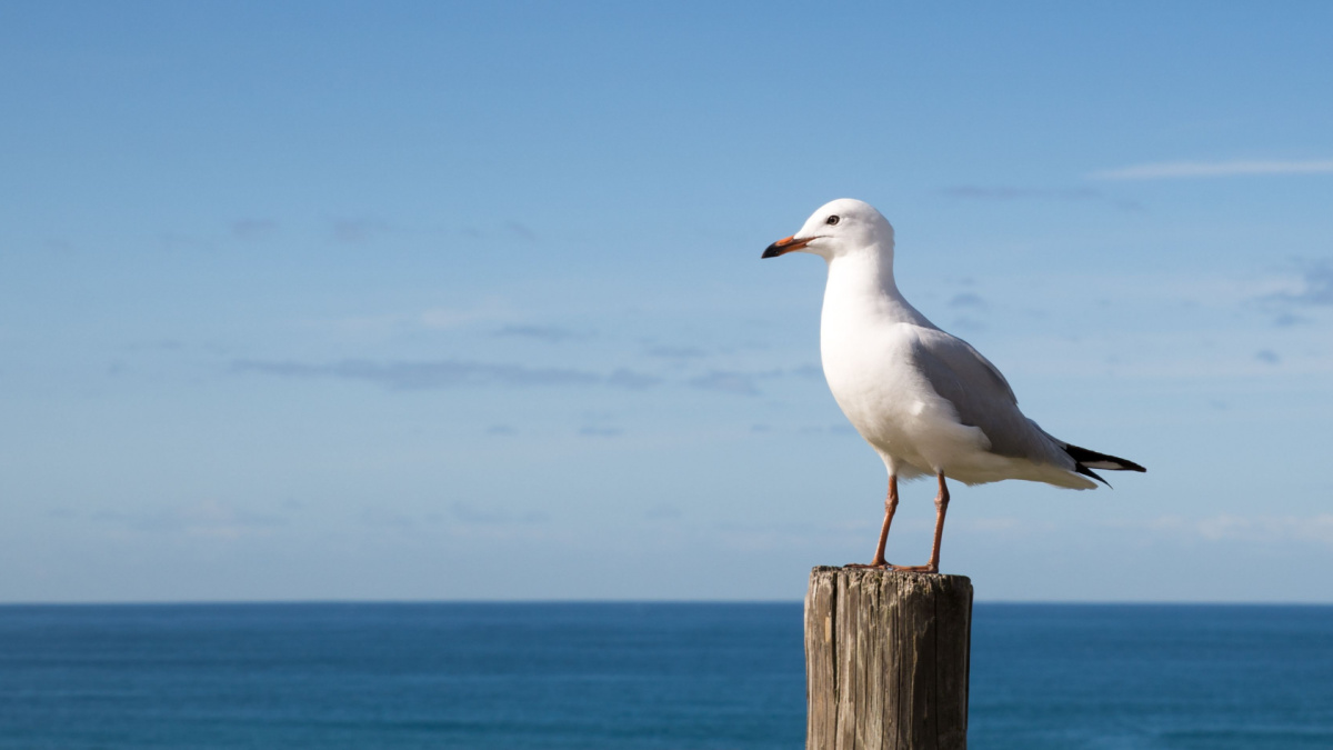 Seagull standing on a wooden post