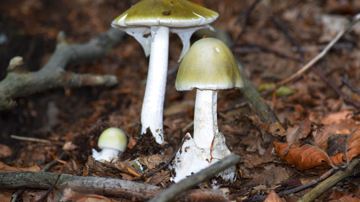 The death cap (Amanita phalloides) is a deadly poisonous mushroom that causes the majority of fatal mushroom poisonings