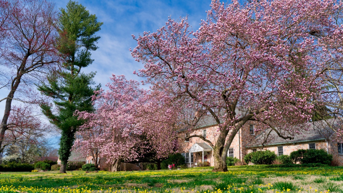 Roadside scenery, pink magnolia denudata blossom, South Waterloo Rd, Devon, PA