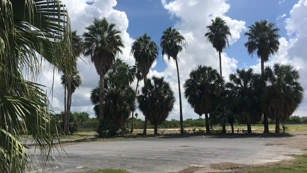 McAllen, TX USA: Row of Palm Trees and Empty Lot in Southern Texas