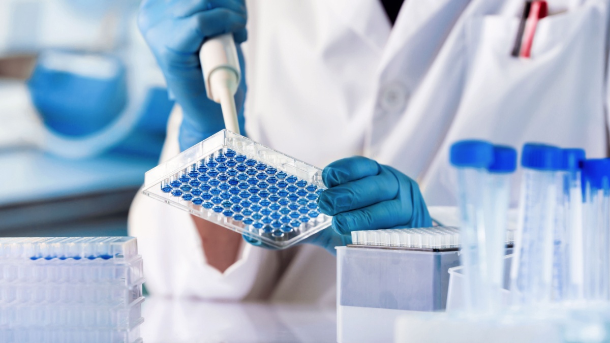 geneticist working with microplate for cells analysis in the genetic lab. Researcher working with samples of tissue culture in microplate in the genetics laboratory