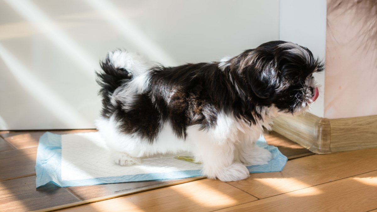 Puppy peeing on a diaper. Toilet training a puppy. Shih Tzu puppy