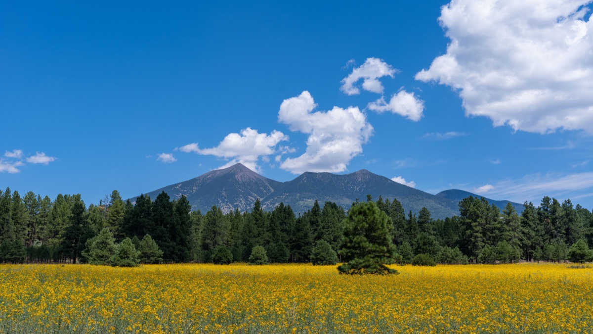 flower fields in Flagstaff AZ