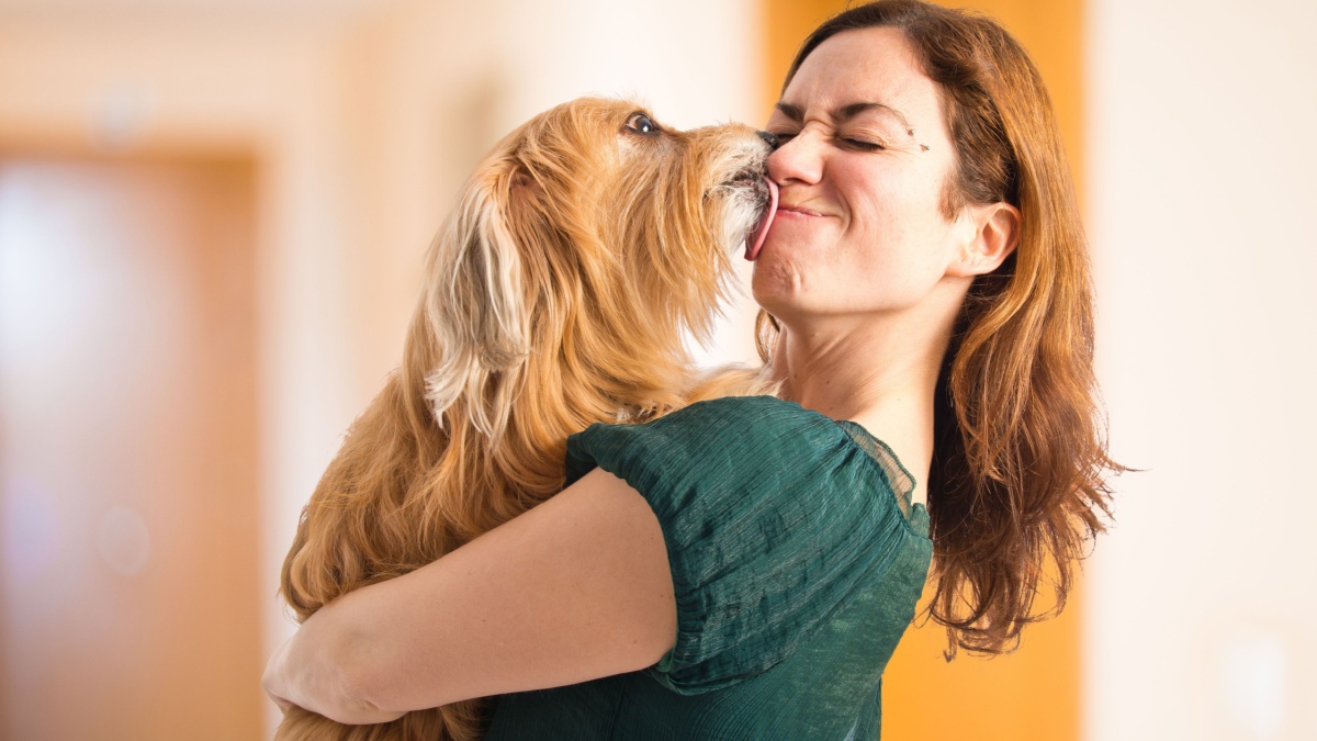Dog kissing her owner inside house.