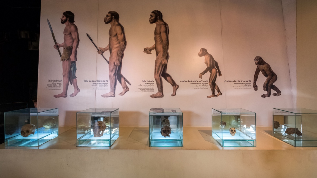 Homo sapien Fossils at Sirindhorn Museum, Sirindhorn Dinosaur Museum is a geology museum in northeast Thailand. Natural Sciences Dinosaur Fossils
