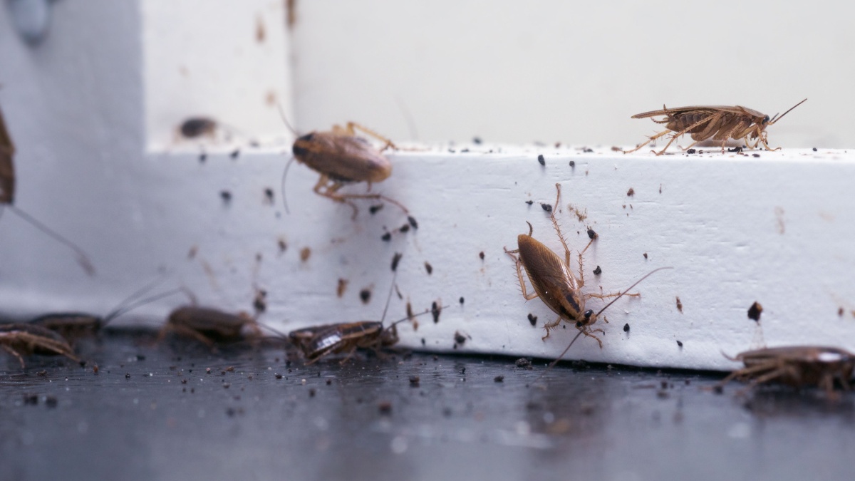 A lot of cockroaches are sitting on a white wooden shelf.The German cockroach (Blattella germanica). Common household cockroaches