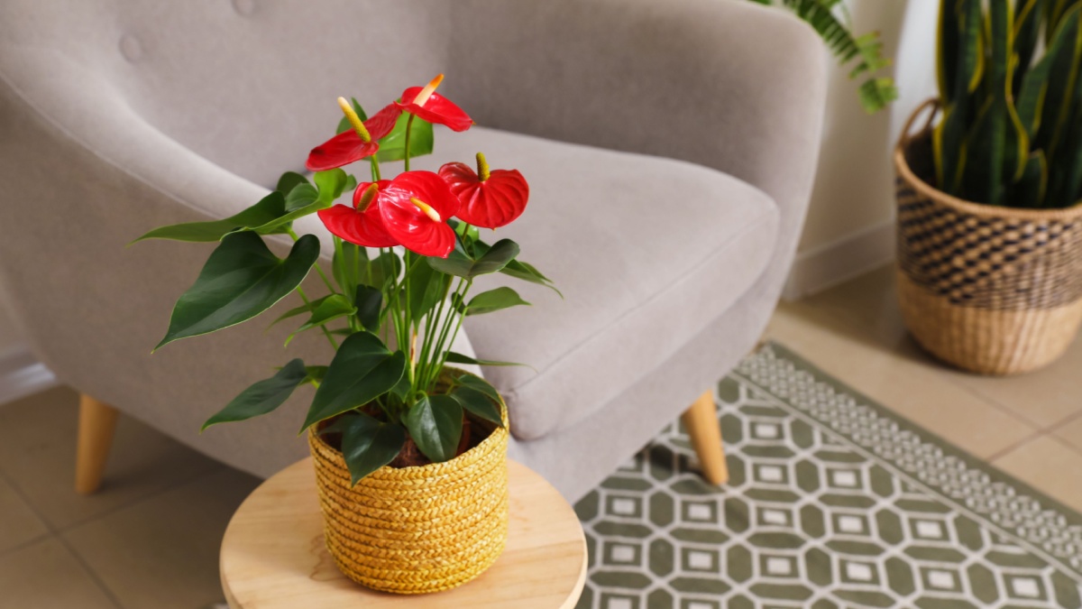 Anthurium flower in pot on wooden table