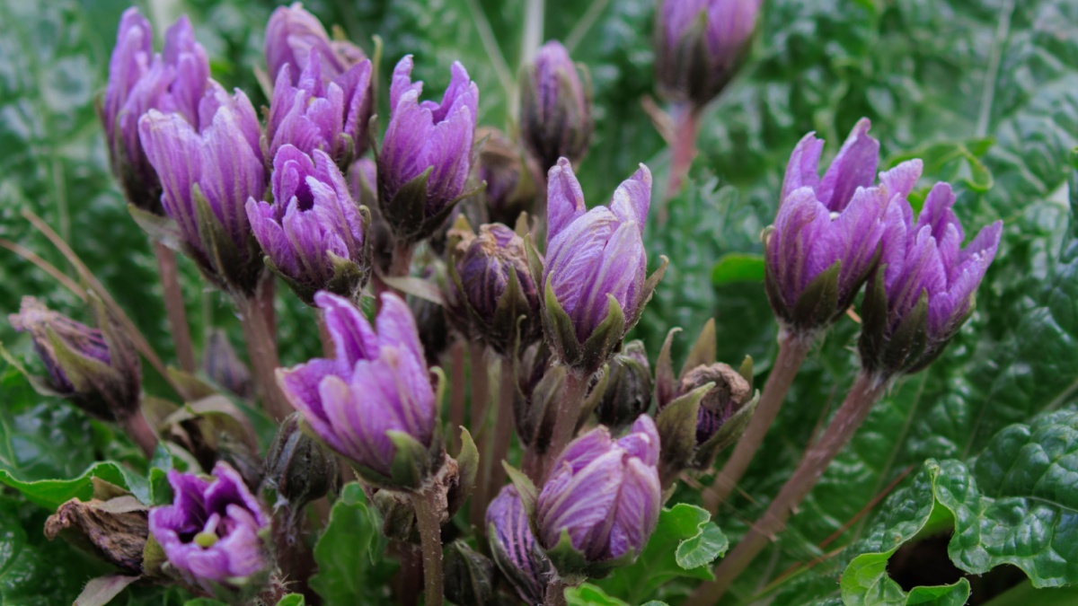 Mandragora autumnalis, known as mandrake or autumn mandrake, is recognized by some sources as a separate species from Mandragora officinarum, although with different circumscriptions