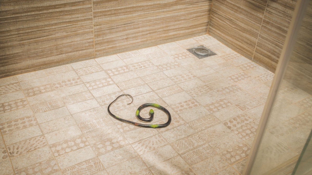 poisonous snake in the bathroom wrapped around shower.