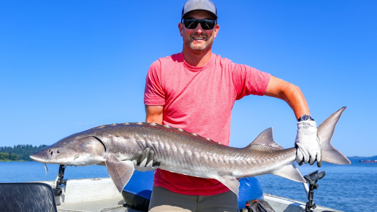 fisherman with a large white sturgeon caught and released on the Columbia River near Astoria, Oregon.