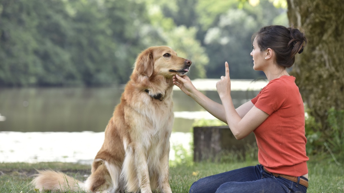 Woman training dog at the park