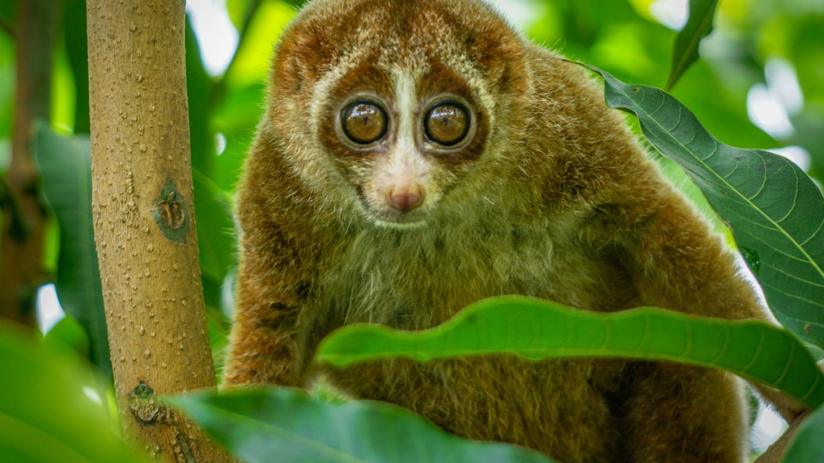 The beautiful Slow Loris on tree with green leaf as background.The slow loris is now among the worldâ??s top 25 most endangered primates & its taken from the wild to sell as pets at cruel animal markets