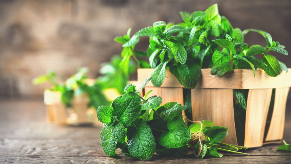 Mint. Bunch of Fresh green organic mint leaf on wooden table closeup. Selective focus. Peppermint in small basket on natural wooden background