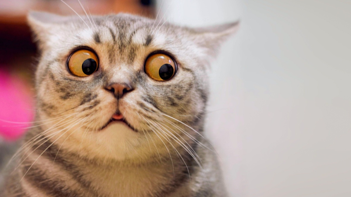 Skeptic surprised cat thinking dont know what to do, big eyes closeup. Tabby cat look side dont know, funny face.