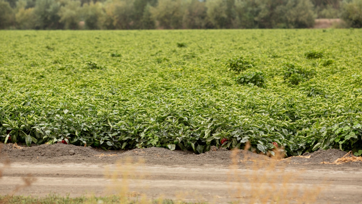 A view of bell pepper agriculture, seen in the farmland of Gilroy, California.